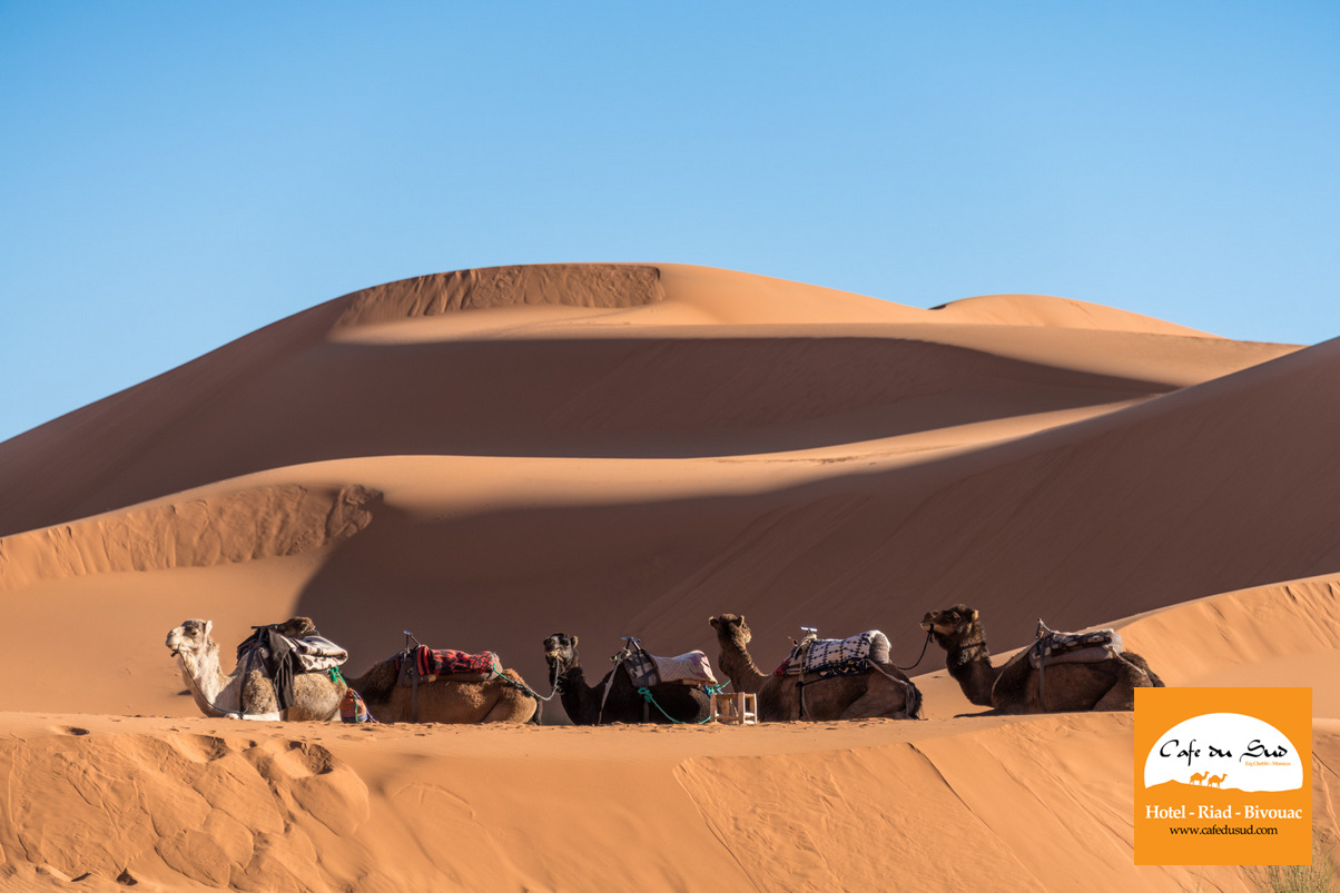 Camels and Erg Chebbi Dunes